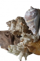 cervidémollusque3