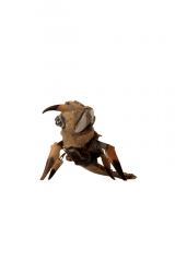 lezardcrabe
