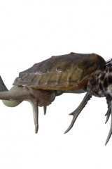 tortue-chevaux